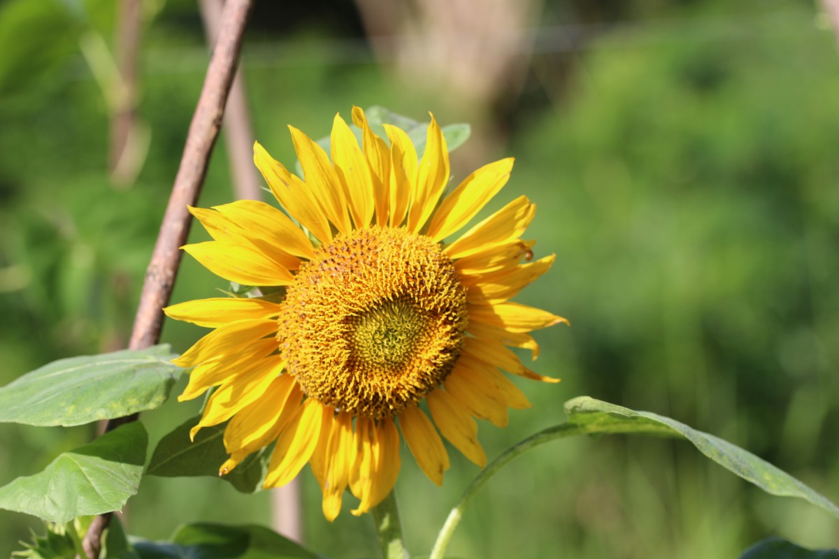 Helianthus